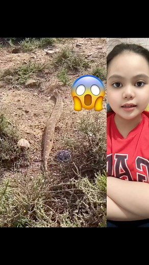 17K views · 119 reactions | Slithering across the ground is none...