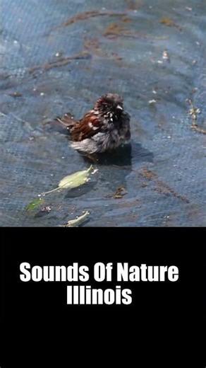 A Male Sparrow Splashes Around The Bird Bath In Slow Motion #birds #sparrow #nature