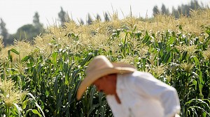 Why You May Soon Be Eating More GMO Produce