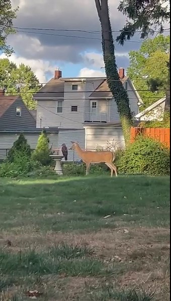 VIDEO: Local deer and hawk make friends