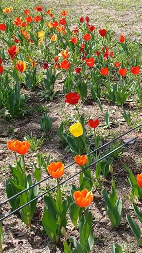 #고장난벽시계#윤윤서#천재소녀#정통트롯#좋은무대#꿈의무대#윤윤서노래#봄향기