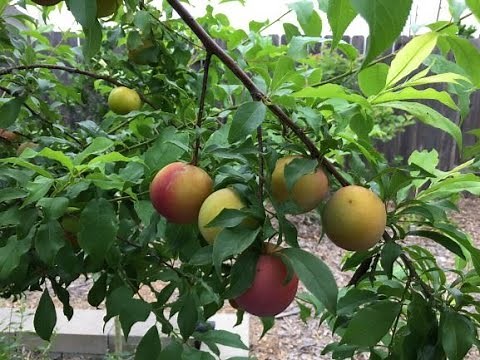 Scarlet Beauty Plum Tree Yr 2