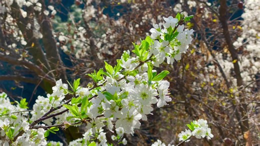 Spring Vibes Reflection: Celebrating Ramadan