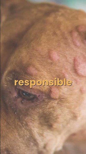 Allergies: what’s really making your dog miserable?