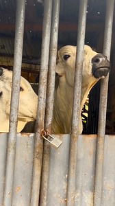 7.1K views · 117 reactions | The various value chain in cattle farming #foryoupagereels #cattle #engineeringtofarming #cattlefarming #cattlesale #fbyシvideo | Youth In Agriculture | Facebook