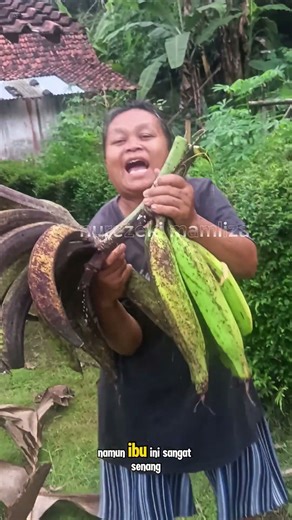 panen pisang tanduk #shorts #budidayatanaman #pertanian #harvest #fruit #banana #viral #gardening