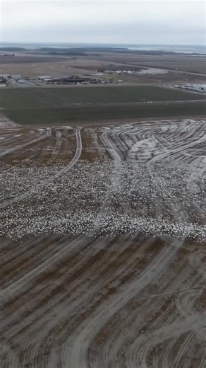 5.4K views · 953 reactions | Save the Date! The Snow Goose Conservation Hunt returns on February 1st, 2026.  Get your crew ready for another day of conservation and competition- details coming soon. #mpw #snowgoose #macksprairiewings | Mack's Prairie Wings | Facebook