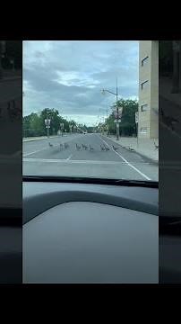 Hysterically Laughing at a Gaggle of Geese || ViralHog