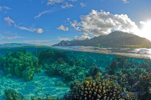The Ultimate Guide to Scuba Diving Moorea