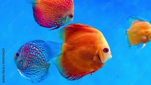4K This clip features brightly colored discus fish swimming in an aquarium. Discus fish, known for their distinctive round, laterally compressed bodies and vibrant colors, are popular pompadour Stock Video