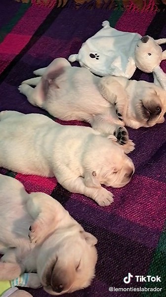 #lemonties #puppies #labrador #FCI #labradorpuppy