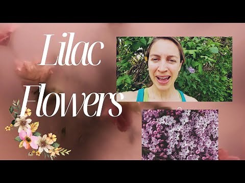 How to Grow a New Lilac Bush From a Branch Cutting- Gardening Basics 🌸🌸