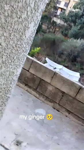 Celebrating My Special Gift: Ginger the Golden Retriever