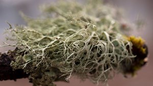 Jamaican Sea Moss – Your Ultimate Guide to This Sea Moss Type