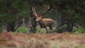 A male red deer during rutting season at the forest | Premium Stock Video Footage