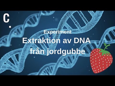 Experiment: Extraktion av DNA från jordgubbe