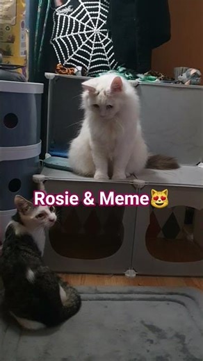 Playing with the fluff ball 😻