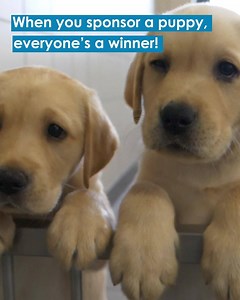 Help an adorable puppy become a life-changing guide dog. Sponsor Bailey, Cookie or Hope from just £1 a week! When you sponsor a puppy you'll receive regular Pupdates, access to your puppy's exclusive Facebook group, photos, a magnet and more! | Guide Dogs UK