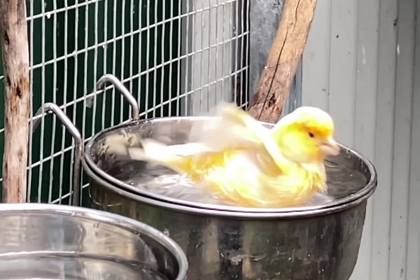 219K views · 10K reactions | Fresh drinking water means bath time apparently  (pretty sure this is a general canary thing) | Little Beaks | Facebook