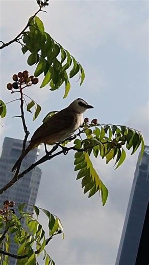Career Development Bird's day!
