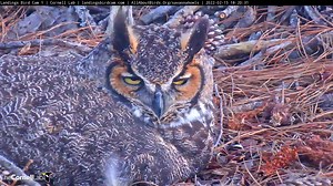 At 30 days into the incubation period, hatch watch offically starts today for the Great Horned Owls nesting in Savannah, Georgia! In this highlight, the cam gets up close and personal with the female as dusk settles in. During incubation, female Great Horned Owls (and many other species) develop a featherless patch on their belly called a "brood patch," which helps them transfer heat to their eggs! Females are able to maintain their eggs at incubating temperature near 37 °C, even when the ambien