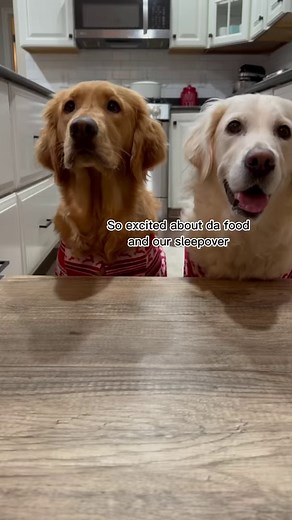 A holiday treat food review with a side of revenge #foodreview #elfontheshelf#dogs #funny #holiday #Christmas #treat #recipe #goldenretriever #skit #fun #bff | Maple Sweet Golden