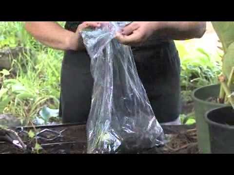 How to Store Lily Bulbs