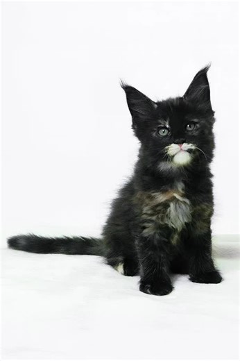 Hi, I’m Adelle, a black tortoise Maine Coon girl with warm yellow eyes and a presence that naturally draws attention. My coat has rich, layered tones that make me look different from every angle, and my personality has that same depth. I’m growing up on Monge (grain-free), which supports my healthy development and helps me stay strong and comfortable as I grow. I’m offered only as a pet, and I’ll come fixed, so you can simply enjoy me as your companion from day one. I’m affectionate and playful,