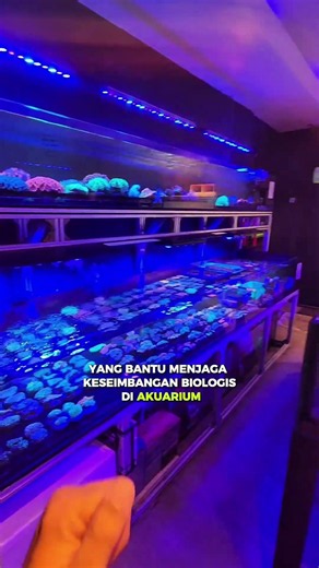 Cuma 20 ribuan, tapi bikin tank lu jadi aman! Nih produknya #coral #reef #reeftank