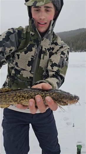 Catching BURBOT at Back country Lake