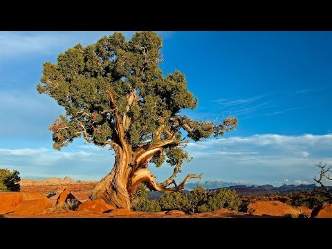 Top Government Central universities And their courses By CUET UG #sabkabiologist #Cuetug