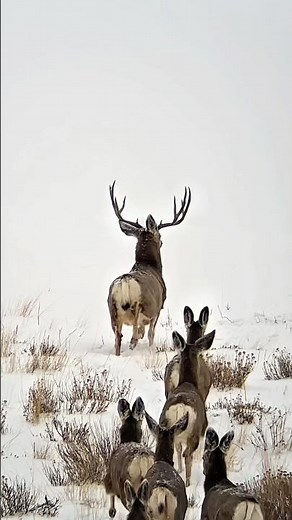 Big bucks are movin’ to their rutting/winter grounds!