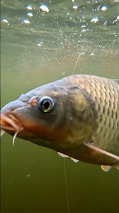 🎣 Bream Beware! 🤯 The ULTIMATE Bite-Proof Rig REVEALED! 🐟🥇