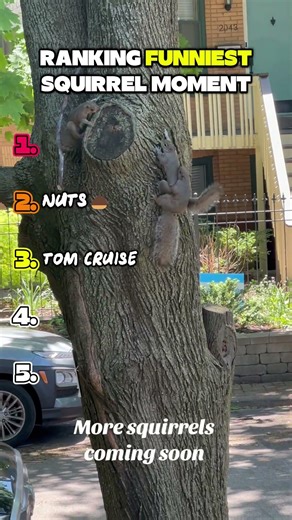🐿️😂 Ranking the Funniest Squirrel Moments Ever! #funny#squirrel