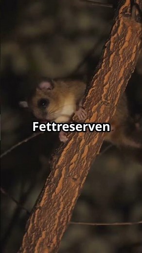 Incredible facts about the dormouse! 🐭💤