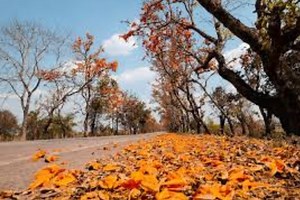 जलवायु परिवर्तन : भारत से गायब हुआ बसंत, अब सर्दी के बाद सीधे गर्मी