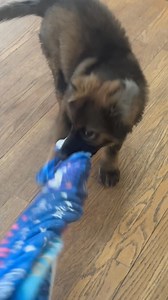🐶 Full Puppy Mode Today 🐶 | John Gray Writer