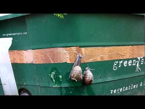 Slugga Snail and Slug Copper Barrier Tape