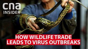107K views · 362 reactions | “Men and wild animals, we are not meant to live side by side.” Here’s how wildlife trade leads to virus outbreaks like MERS, SARS & COVID-19. #Insight | CNA Insider | Facebook