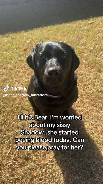 We were up all night with my sissy shadow. She tries to pee, but can’t, and when she does, she pees blood.. we are going to the vet tomorrow please pray for us#sad #dogs #sickdog #labradorretriever #blacklabs