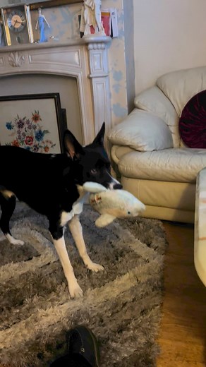 62 reactions · 9 comments | Barney watching Gone Fishing | Stephen Kelleher | Facebook