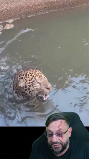 Jaguar trapped in a power plant in Mato Grosso #biologisthenrique #animals #smartanimals #biologist