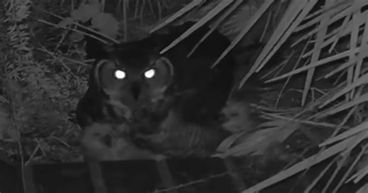 Family of Great Horned Owls takes over Padre Island backyard under federal protection
