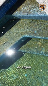 🏊‍♂️💦 Stubborn pool stains ruining your vibe? Don’t stress, we've got the solution! Here’s how to tackle those tough stains: 1️⃣ Use a pool stain remover or enzyme-based cleaner 2️⃣ Scrub with a nylon brush for tougher stains 3️⃣ Check your pH levels—imbalanced water can cause stains! Want a stain-free pool all season long? Let us handle it for you! 👉 https://www.americanpoolandspaky.com #PoolStains #StainRemoval #PoolCare #CleanPool #PoolCleaningTips #StubbornStains #SwimmingPoolLife #PoolMa