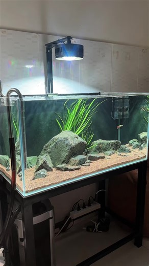 Tank Setup Ideas for Biotope Aquariums