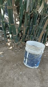 Bamboo Fertilization Care Applying Sand Protect Stock Footage Video (100% Royalty-free) 3946904833 | Shutterstock