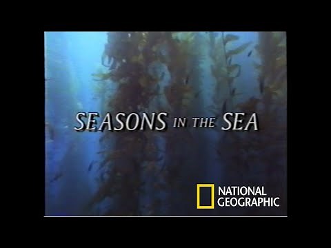 National Geographic - Seasons in the Sea [VHS/1990]