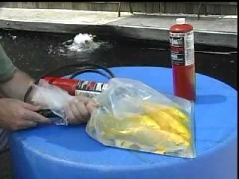 Emergency Oxygen For Fish Transport