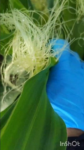 春に植え付けたとうもろこしの雄花を振って受粉させるヤングコーン付き #家庭菜園 #庭作業 #garden #農業