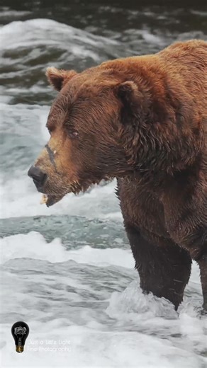 1.4M views · 10K reactions | Here’s another clip of your 2025 Fat Bear Week Champion, #32 Chunk. | Just a Little Light Fine Photography | Facebook